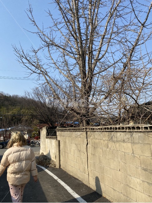 person,사람,human,인간,나무,여자,여자뒷모습,여성