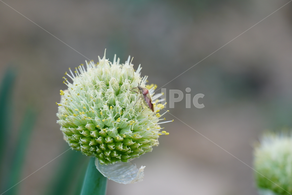 파,파꽃,꽃,꽃사진,플라워,flower,자연,nature,풍경,landscape,식물,야채,채소,plant,plants,flowers,vegetable,재배,생산,밭,밭농사,채소밭,야채밭,노린재,곤충,벌레,honey,bee,식물,자연,plants,nature,꽃,flower,동물,animal,곤충,벌레,insect,bug,감성,sensible,feeling