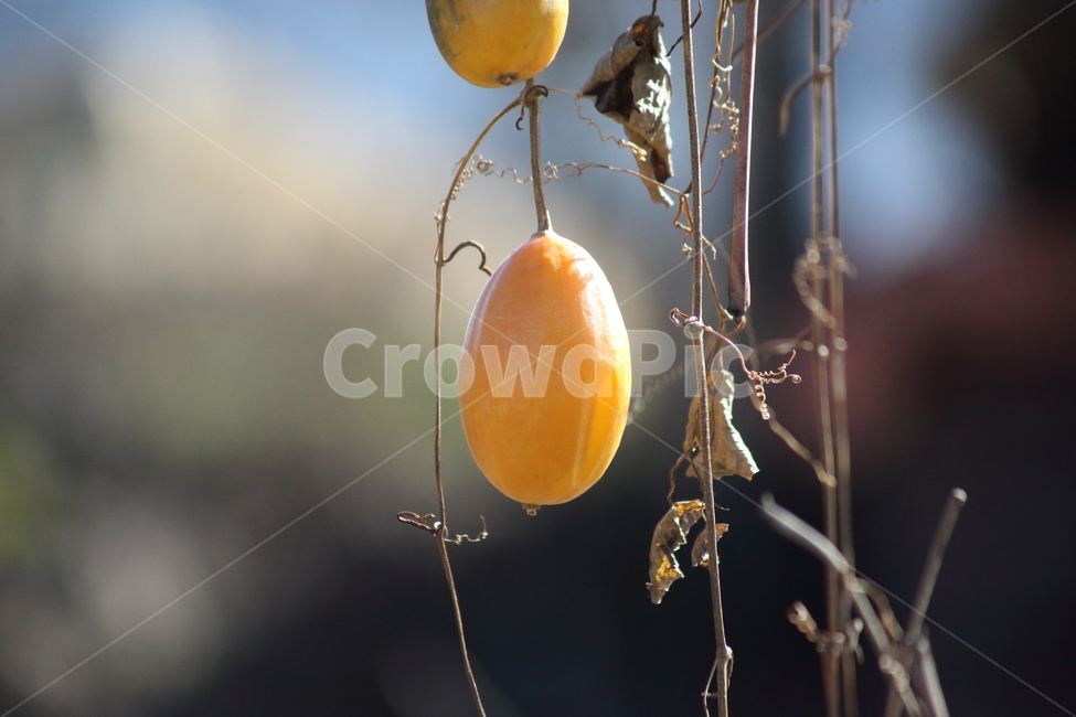 하늘수박,하늘타리,박과,열매,chinesecucumber,식물,자연,plants,nature,과일,열매,fruit