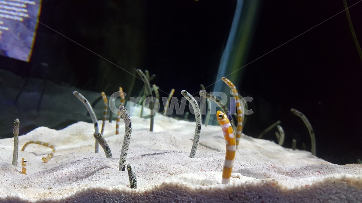 물고기,수족관,어항,fish,aquarium,fishbowl,동물,animal,어류,물고기,fish