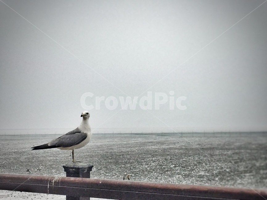 갈매기,갯벌,강화도,새,외로운,외로움,동물,animal,조류,새,birds