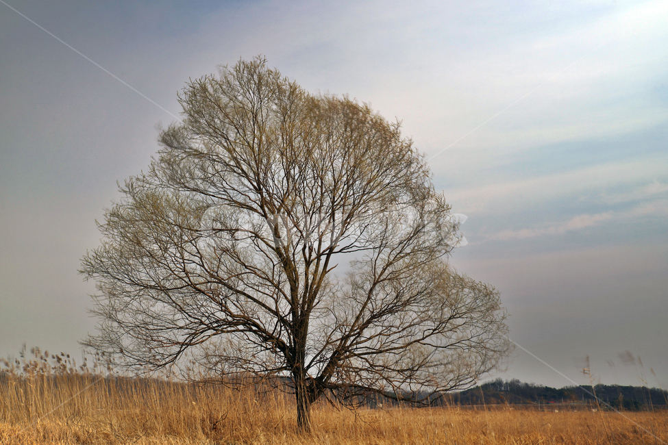 우음도,왕따나무,시화호,시화방조제,화성시,초원,갈대밭,간척지