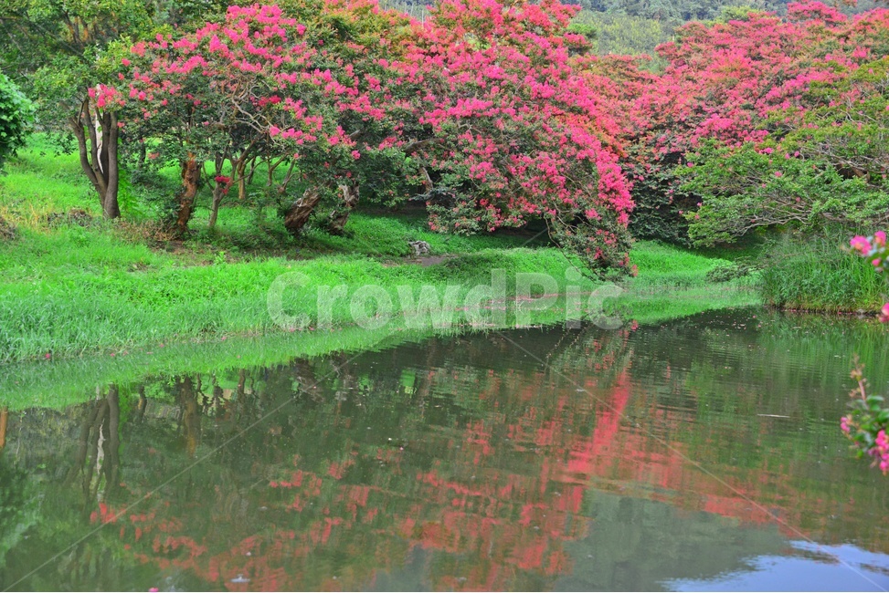 outdoors,옥외,water,물,nature,자연,담양,명옥헌원림,명혹헌배롱나무,배롱나무,유적지,문화재