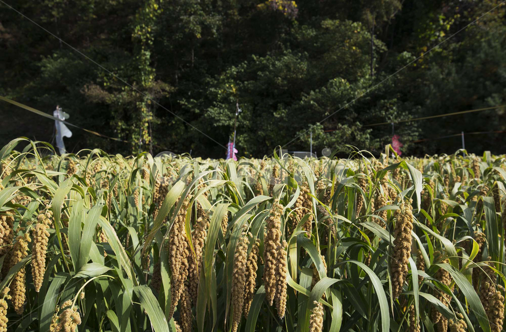 조,곡식,가을,추수,잡곡,열매,수확,추석,추수감사절,italianmillet,이삭,한가위,주식,식물,가을풍경,농촌풍경,수확철,산업,industry,industrial,농업,농사,agriculture,farming,farming industry