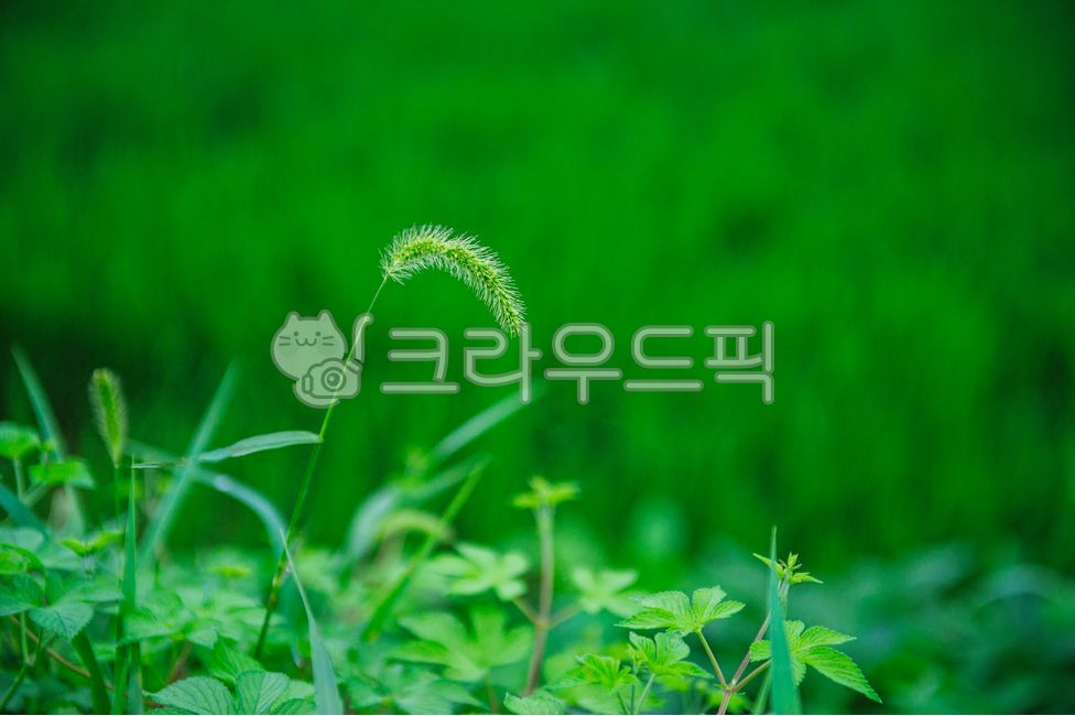 강아지풀, 식물, 풀잎, 자연, 초록, 사진,이미지,일러스트,캘리그라피 - Jeipix작가