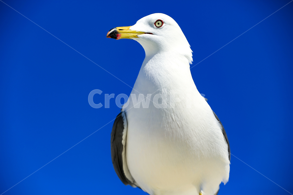 갈매기,조류,새,동물,날개,사냥,하늘,부리,bird,mewgull,commongull,부산갈매기,괭이갈매기,동물,animal,조류,새,birds