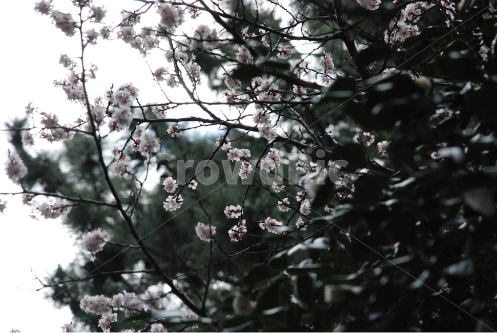 꽃,벚꽃,매화,봄,겨울,봄꽃,겨울꽃,꽃잎,flower,cherryblossom,spring,winter,식물,자연,plants,nature,꽃,flower
