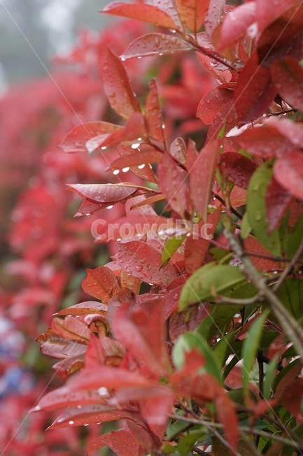 홍가시나무,붉은색,식물,자연,잎,식물,자연,plants,nature,비,비오는날,rain,rainy
