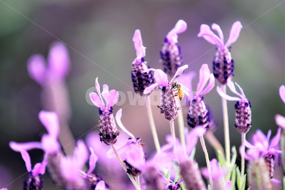라벤더,꽃,식물,보라색,자연,봄,nature,flower,purple,violet,spring,식물,자연,plants,nature,꽃,flower