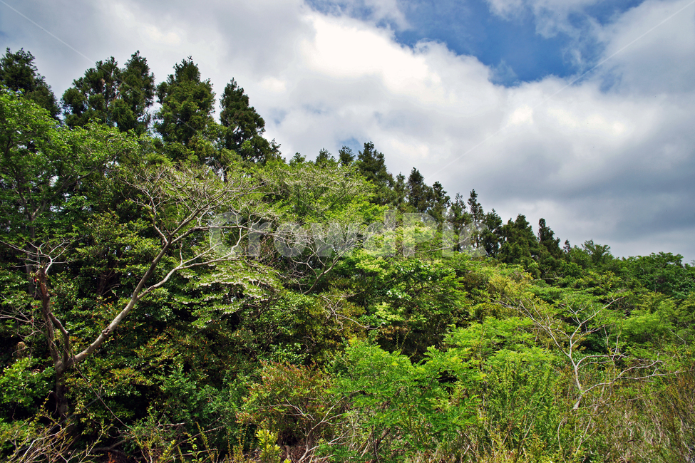 갑마장길,제주도,표선면,가시리,숲,신록,자연,풍경,nature,landscape