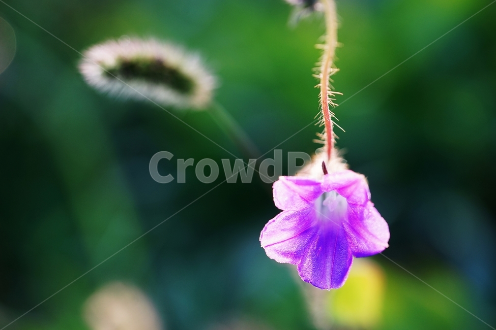강아지풀,야생화,풀,식물,아침이슬,가을,식물,자연,plants,nature,꽃,flower