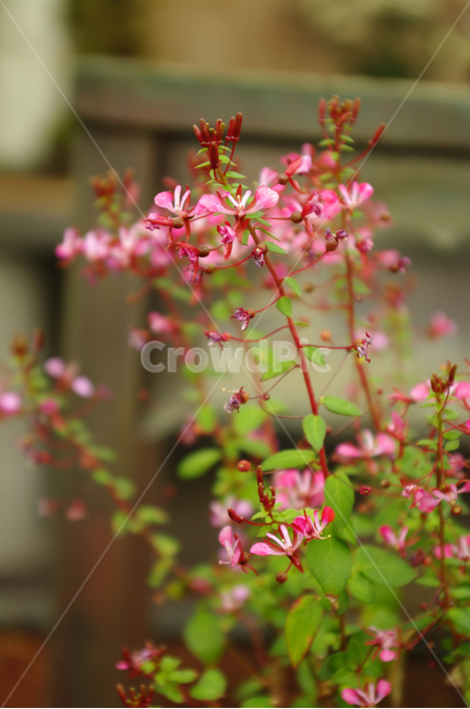 꽃,flower,식물,color,풍접초,식물,자연,plants,nature,꽃,flower
