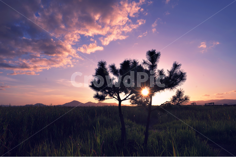 일몰,풍경,야경,매직아워,빛갈림,자연,풍경,nature,landscape,식물,plants,나무,trees,wood,outdoors,옥외,light,빛,flare,플레어