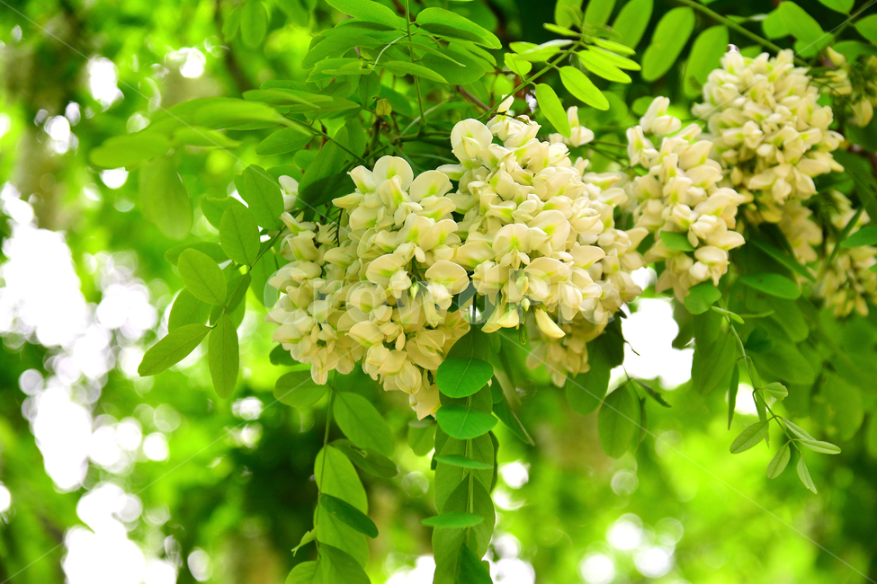 아카시아,꿀,향기,시즌,풍경,흰색,자연,식물,season,계절,5월,아름다운,flowers,귀화식물,콩과,나무꽃,향긋한,효소,식용,밀원식물,plant,fragrant,scent,aroma,식물,자연,plants,nature,꽃,flower