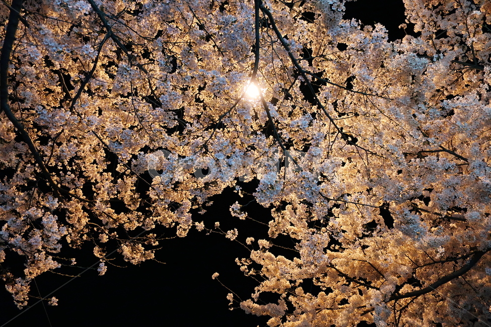 봄날,벚꽃,밤,꽃,벚꽃나무,가로등,산책,밤산책,봄,봄,계절,spring,season,야경,밤,풍경,nightscape,night,landscape,plant,식물,blossom,flower