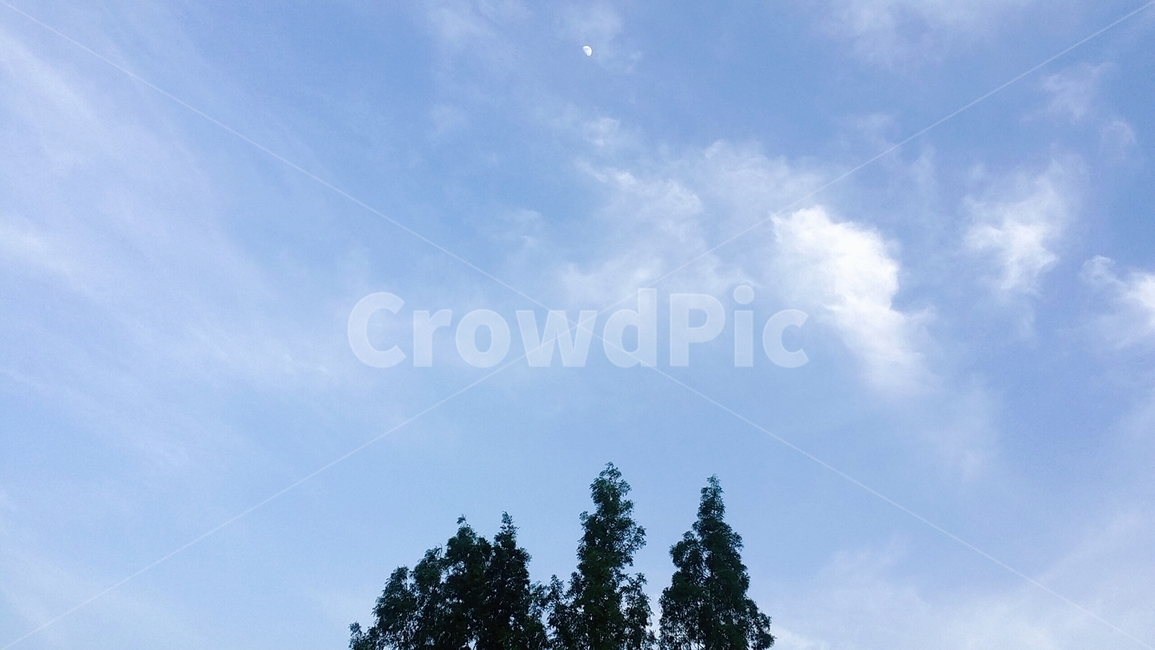 하늘,나무,달,자연,손톱달,초승달,날씨,자연,풍경,nature,landscape,tree,plant,식물,fir,전나무