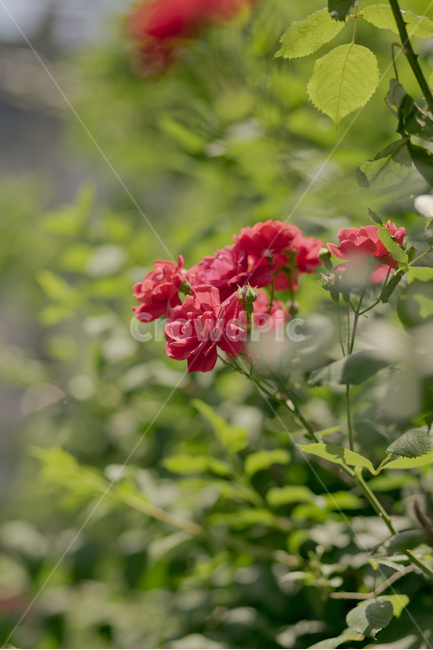 장미,꽃,rose,flower,자연,red,식물,식물,자연,plants,nature,꽃,flower