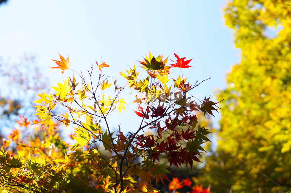 단풍나무,풍경,빨강,가을,하늘,plant,식물,leaf,잎
