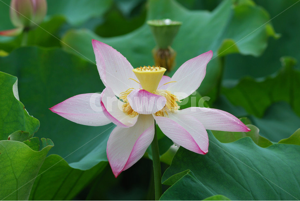 관곡지,시흥연꽃테마파크,연술,연꽃,연잎,식물,자연,plants,nature,꽃,flower