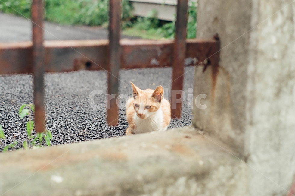 귀여움,야옹,반려동물,cats,mammals,animals,cute,meow,pets,mammal,포유류,cat,고양이,pet,abyssinian,동물,animal,아비시니안,manx,동물,animal,포유류,mammal,고양이,cat,kitten,kitty