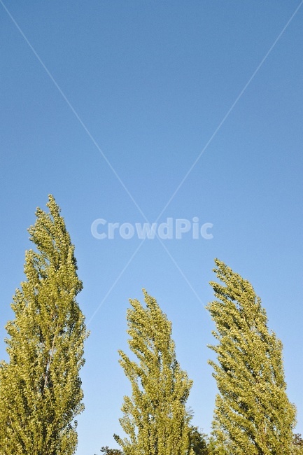 나무,바람,하늘,파란하늘,tree,wind,sky,bluesky