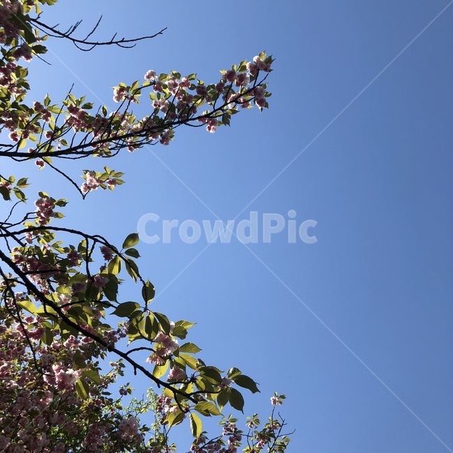 청량,꽃,나무,배경,상쾌,하늘,sky