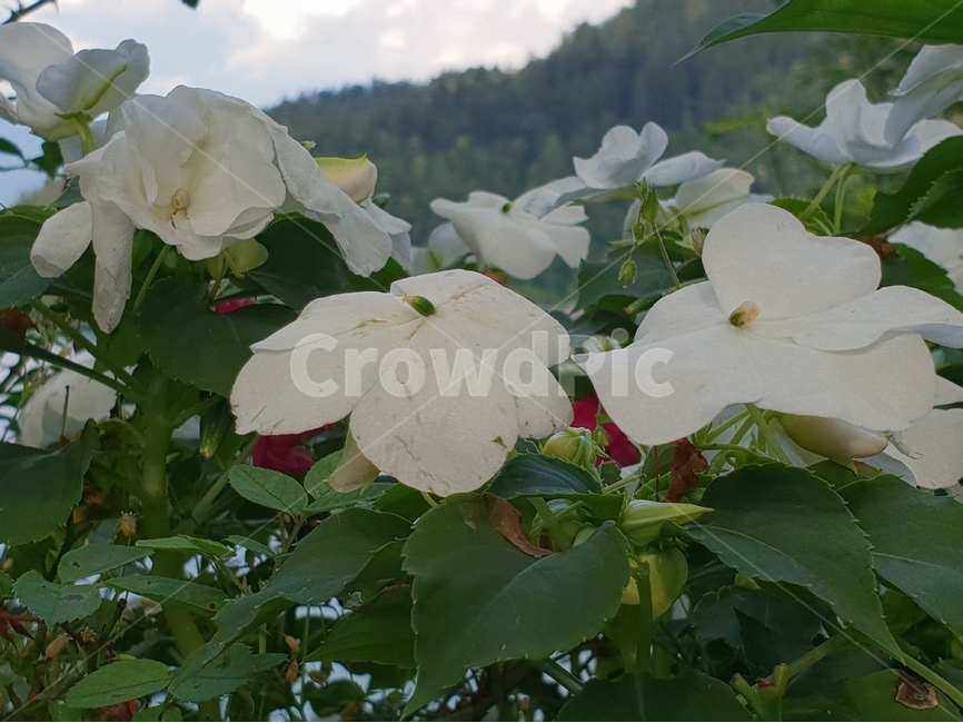 꽃,식물,자연,flower,nature,야생화,식물,자연,plants,nature,꽃,flower