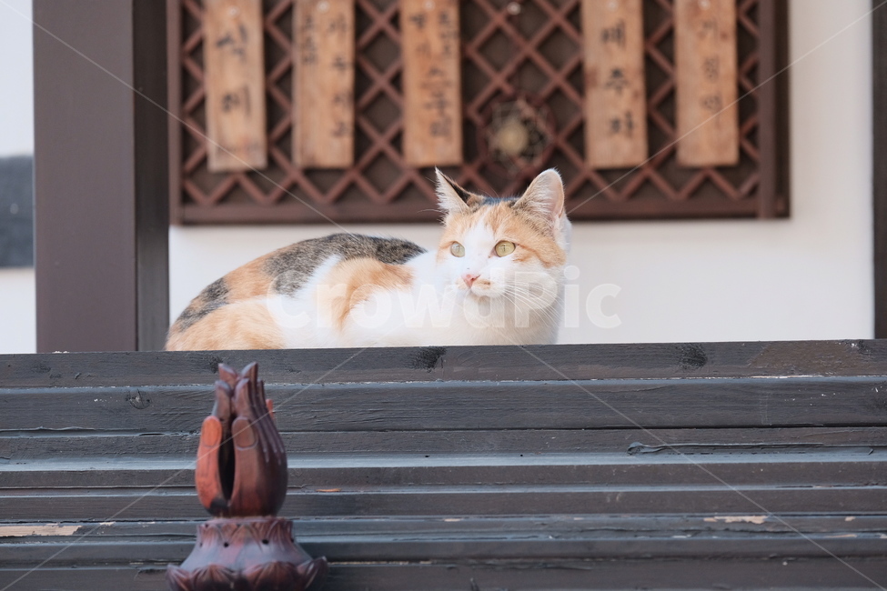 고양이,절,공양,냥이,길냥이,캣