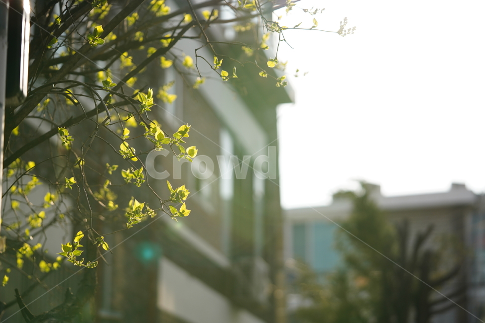 봄,계절,느낌,감성,식물,생명,생물,자연,잎,화사,식물,자연,plants,nature,휴식,힐링,rest,relaxation,healing