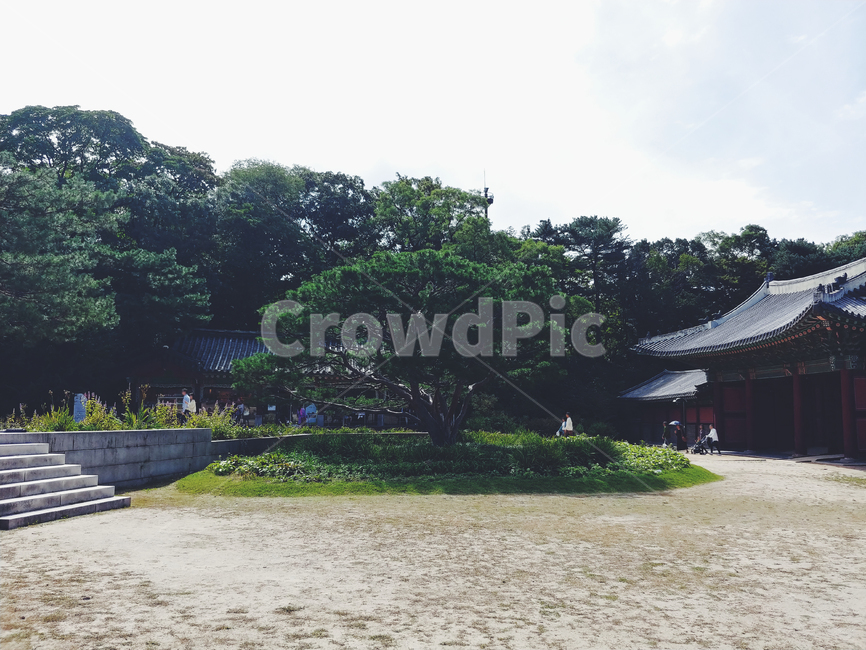 나무,풍경,tree,scenery,전통,traditional,한국전통,한국문화,korean traditional,korean culture,사람들,대중,군중,other people,crowd,건축물,건물외관,exterior,building,structure,architecture,construction