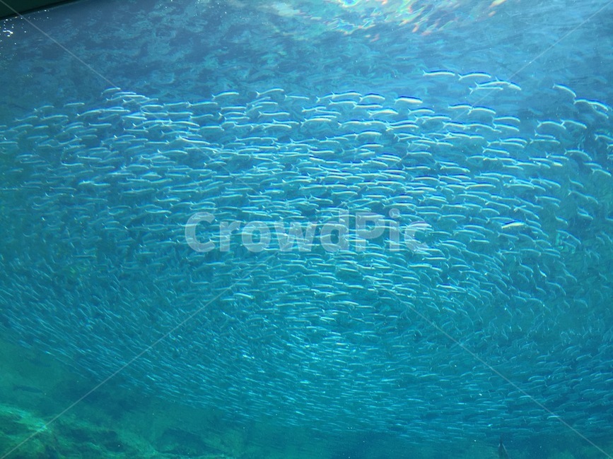 일본,수족관,물,바다,물고기,동물,animal,어류,물고기,fish