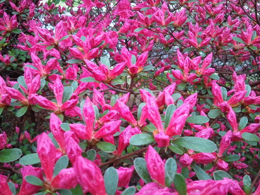 영상홍,진달래과,映山紅,상록관목,식물,관상용,식물,자연,plants,nature,꽃,flower