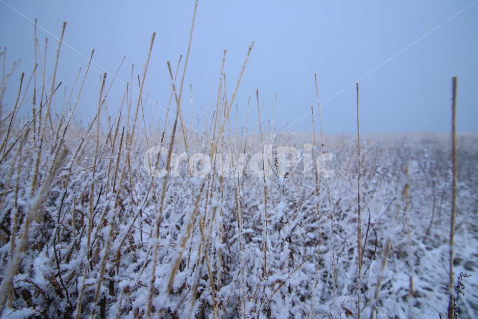 grass,plant,식물,겨울,추위,겨울,계절,winter,season