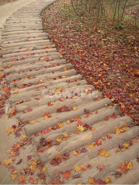 길,낙옆,가을,나무,단풍,붉은,산책,공원,way,leave,autumn,maple,walking,park,red