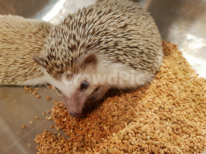 고슴도치,hedgehog,감성,애완동물,동물,펫,pet,귀여운
