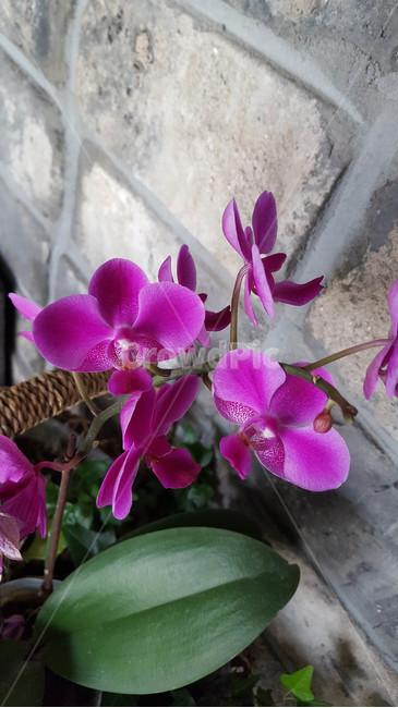 꽃,생화,근접,flower,화분