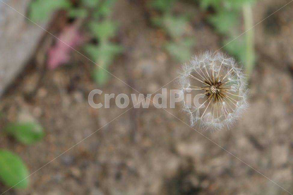 민들레씨,식물,자연,dandelion,plant,nature,seed