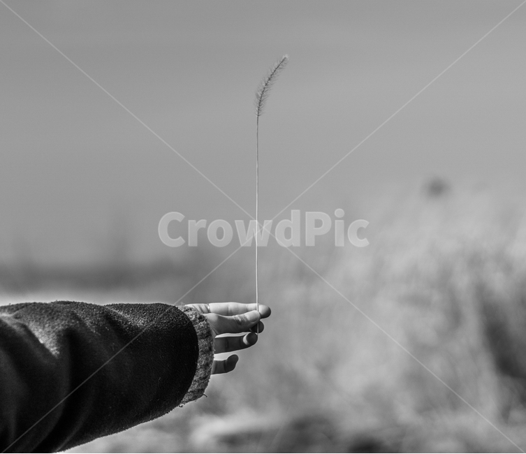 갈대,흑백사진,흑백,접사,가을,감성,감성사진,아웃포커싱,gray,grayphoto,macro,reed,fall,흑백감성,sensible,빈티지,vintage,식물,가을,계절,fall,autumn,season,감성,sensible,feeling,흑백,모노톤,monochrome,black and white