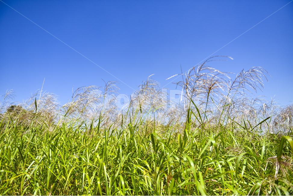 억새,갈대,가을분위기,가을,감성사진,파란하늘,가을,계절,fall,autumn,season,자연,풍경,nature,landscape,식물,plants,plant,grass,잔디,lawn