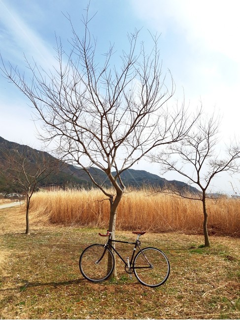 vehicle,bike,transportation,bicycle,machine,wheel,바퀴,기계,교통,차량,자전거,앙상한,나무,겨울나무,가을나무,낙엽,따뜻한,tree,wintertree