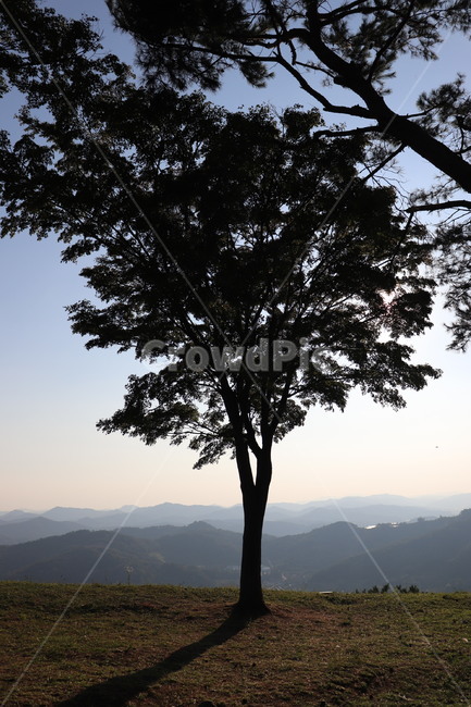 나무,식물,부여,plant,tree,나무,trees,wood