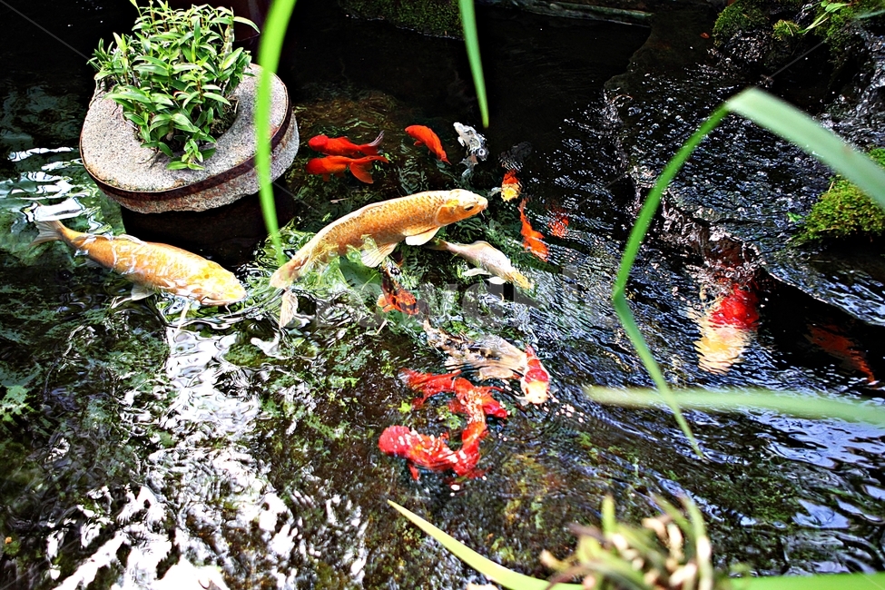 연못,비단잉어,물고기,잉어,관상어,동물,animal,어류,물고기,fish