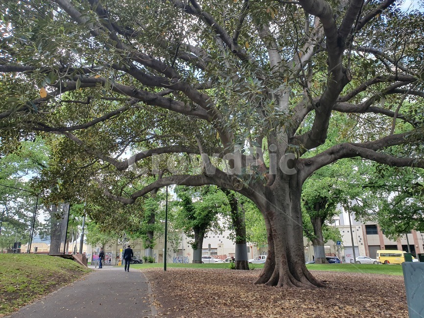 공원,자연,큰나무,나무,오래된나무,도시공원,plant,tree,treetrunk,outdoors