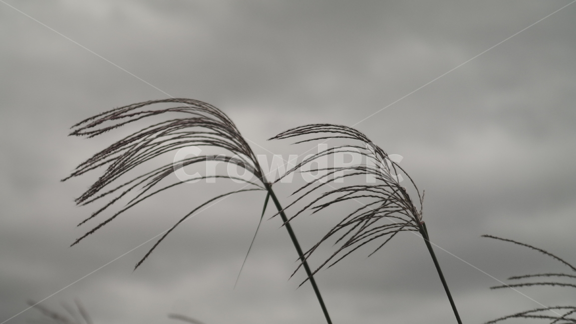 갈대,억새,가을,배경,바람,자연,풀,식물,가을,계절,fall,autumn,season,grass,잔디,plant,lawn,reed,bird,새,animal,동물