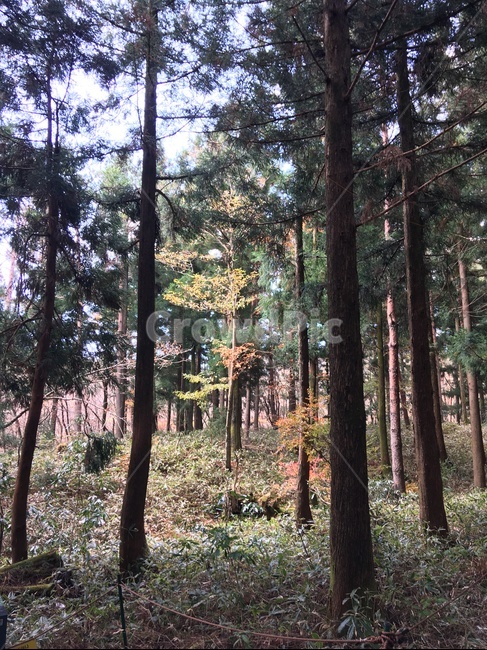 제주,한라산,나무,가을,산림