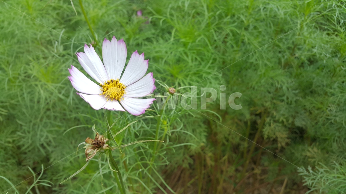 가을,코스모스,꽃,초록,flower,계절,접사,식물,자연,plants,nature