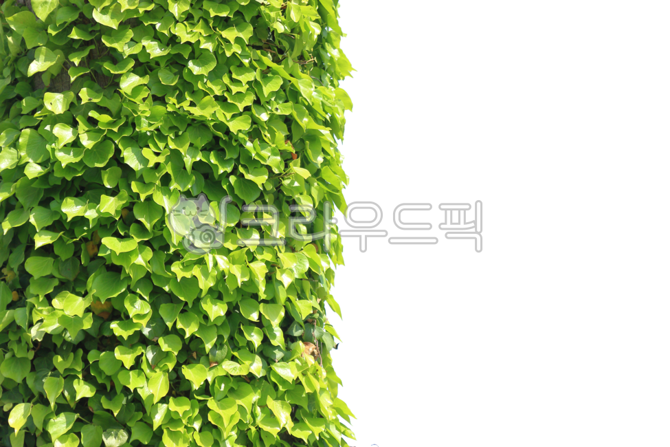 green leaves,bush,vine plant,scene,Sheep ivy,light green,herb,vine,park,sky,green,nature,texture,tendril,tree,leaf,ivy,evergreen ivy,blue,background,plant,State of the Union