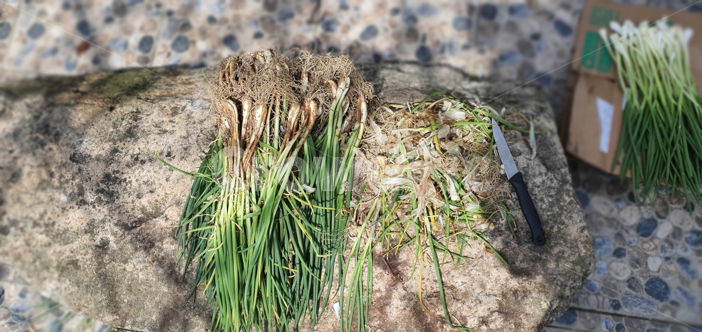 plant,식물,쪽파,야채,채소,vegetable