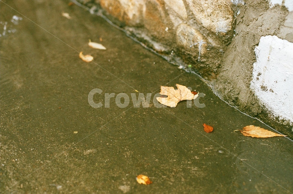 비오는거리,비오는날,비,leaf,잎,plant,식물,가을,필름,film,아날로그,rain,raining,가을,계절,fall,autumn,season
