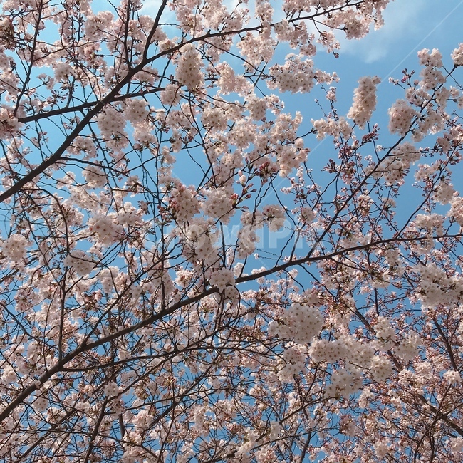 봄,벚꽃,꽃,연분홍,파란하늘,식물,따스함,배경화면,spring,cherryblossom,자연,풍경,나무,봄,계절,spring,season,식물,자연,plants,nature,꽃,flower,plant,blossom